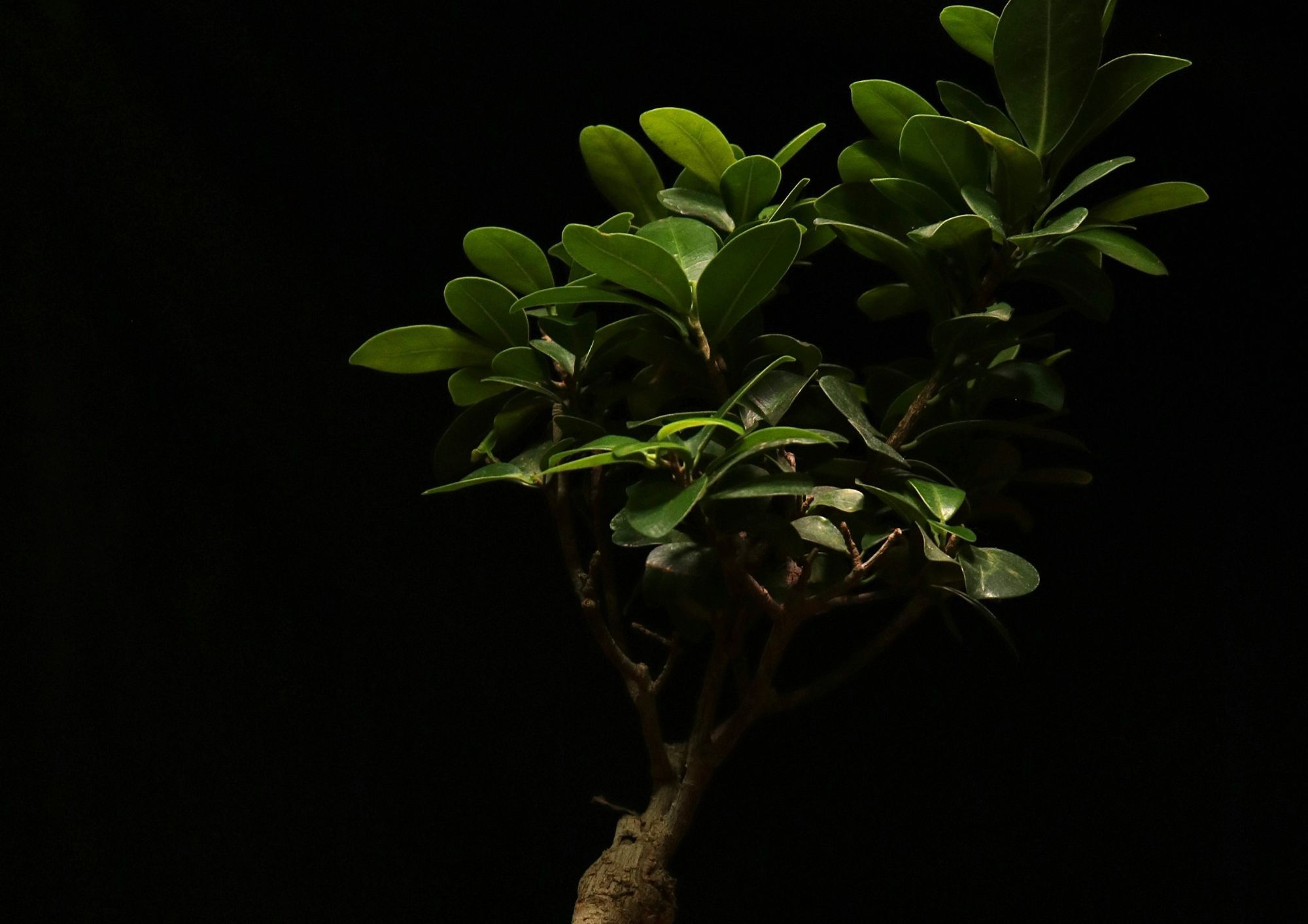 L'Albero della Pace a Sarezzo: ma chi si occupa di far crescere il resto?