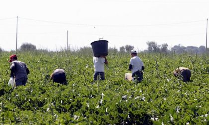 19 milioni di euro sulle spalle di chi non ha niente: lo schifo del caporalato