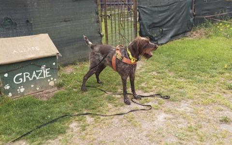 Veleno in Valle: qualcuno vuole uccidere i cani di un rifugio