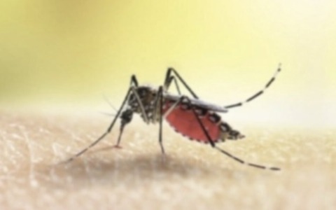 Dengue in via Monte Suello: arrivano i veleni e noi restiamo a guardare